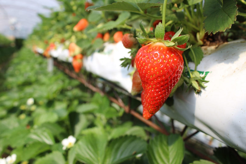 ORGANIC STRAWBERRY JUICE (x6)