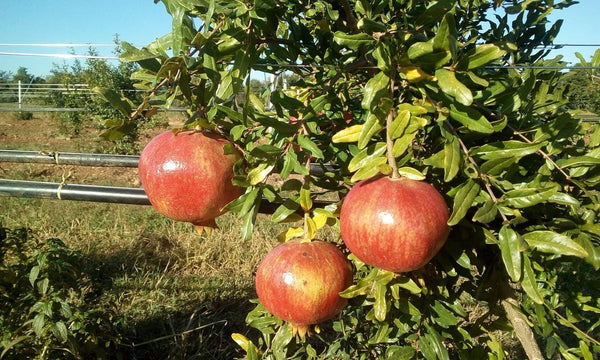 SUCCO DI MELOGRANO (x6) 100% di frutta